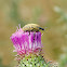 Thistle Weevil