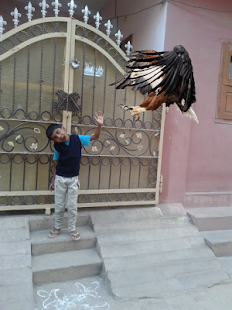 How to download Birds Camera FullVersion_V9 apk for pc
