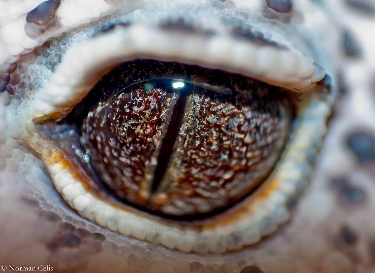 Leopard Gecko (close up eye shots)
