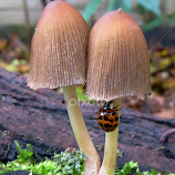 Wild Mushroom by Dina Dee -  
