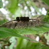 Unidentified caterpillar