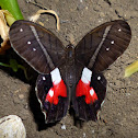 Red-washed Satyr - Mariposa