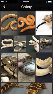 SnakeBytesTV Screenshots 7