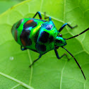 Christmas beetle