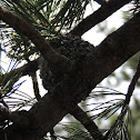 Broad-tailed Hummingbird Nest