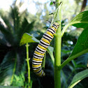 Monarch Butterfly Catepillar