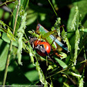 Handsome Meadow Katydid (female)