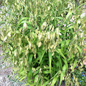 Inland Sea Oats