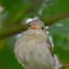 Pale-billed Flowerpecker