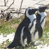 Black-footed Penguin
