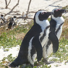 Black-footed Penguin