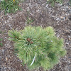 Cesarini Blue Limber Pine