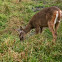 White-tailed Deer, Venado Cola Blanca
