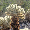 teddy bear cholla cactus