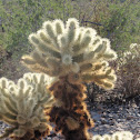 teddy bear cholla cactus