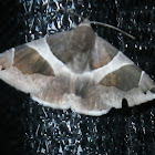 Jigsaw Moth