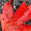 Maple leaf