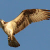 Osprey-Fish Hawk