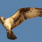 Osprey-Fish Hawk