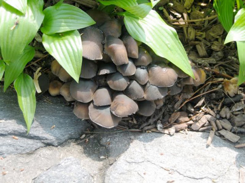 Psathyrella hydrophila complex