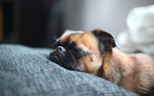 Q Puppy Live Wallpaper Screenshots 3