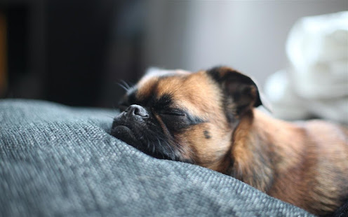 Q Puppy Live Wallpaper(圖4)-速報App