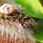 Tussock Moth Caterpillar