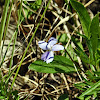 Prairie Violet