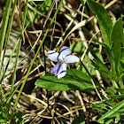 Prairie Violet