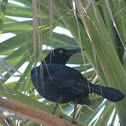 Boat-tailed Grackle