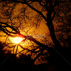 शर्वरी  by Sayantan Das - Nature Up Close Other Natural Objects