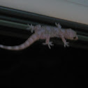 common gecko
