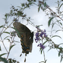 Eastern Tiger Swallowtail