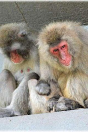 Japanese macaque Puzzle poster 1