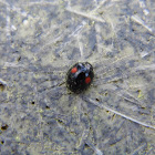 Twice-Stabbed Ladybug