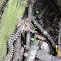 Snake eating frog