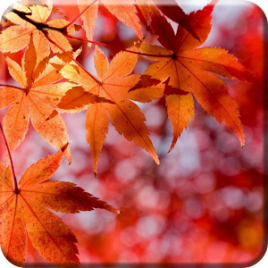 Maple Syrup Festival LWP FREE.apk 1.0.2