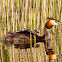 Great Crested Grebe