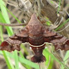 Nessus sphinx moth