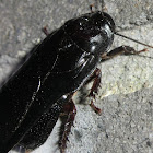 Australian wood cockroach