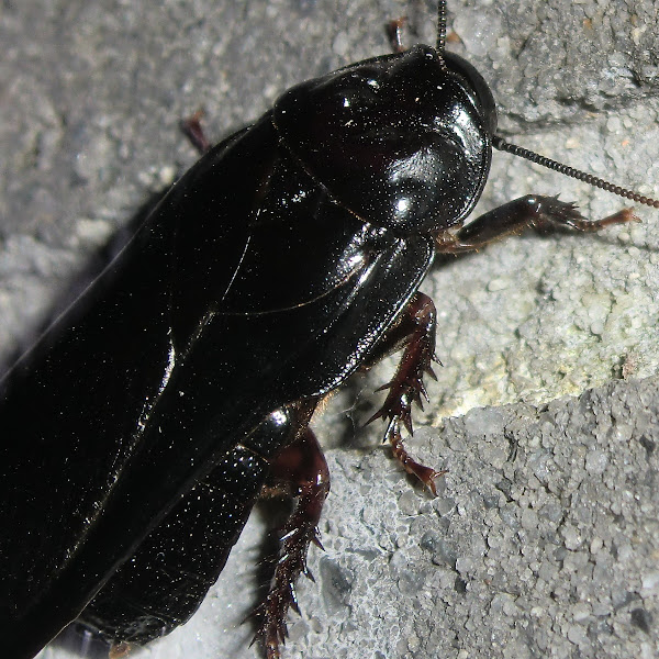 Australian wood cockroach Project Noah