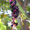 purple tree berries