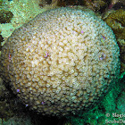Type of Coral