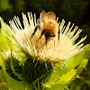 Common carder bee in Cabbage Thistle