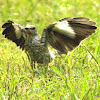 Northern mockingbird, flashing
