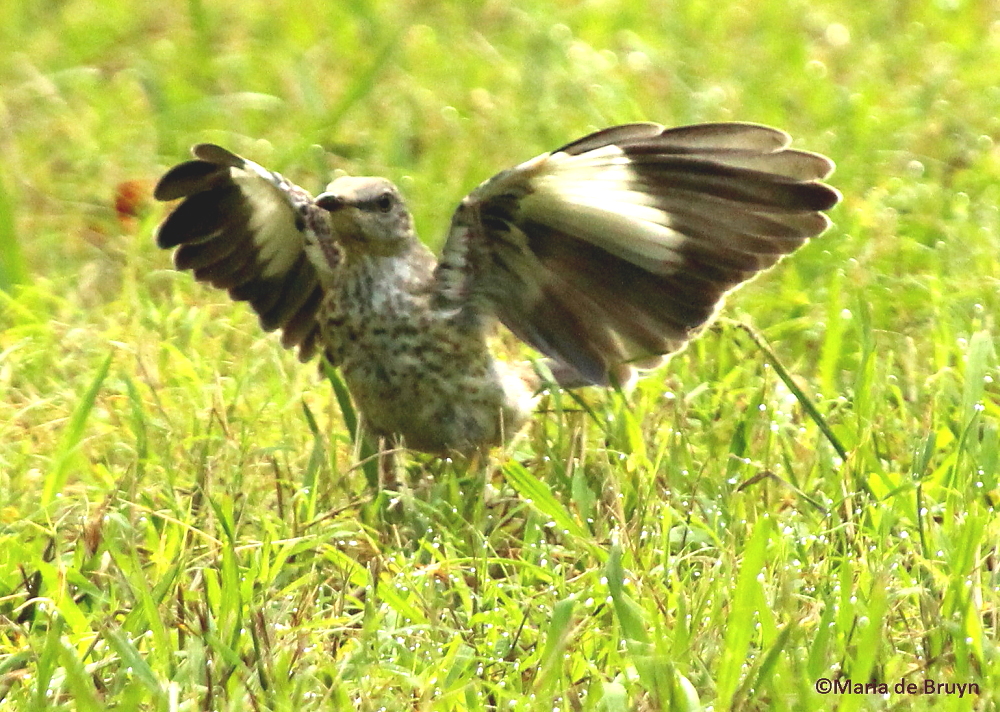 Northern mockingbird, flashing