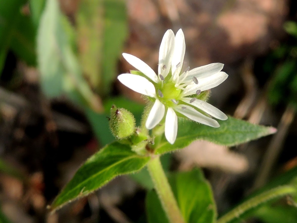 Common Chickweed Project Noah