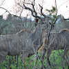 Kudu