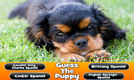 Guess The Puppy Breed Trivia poster 5