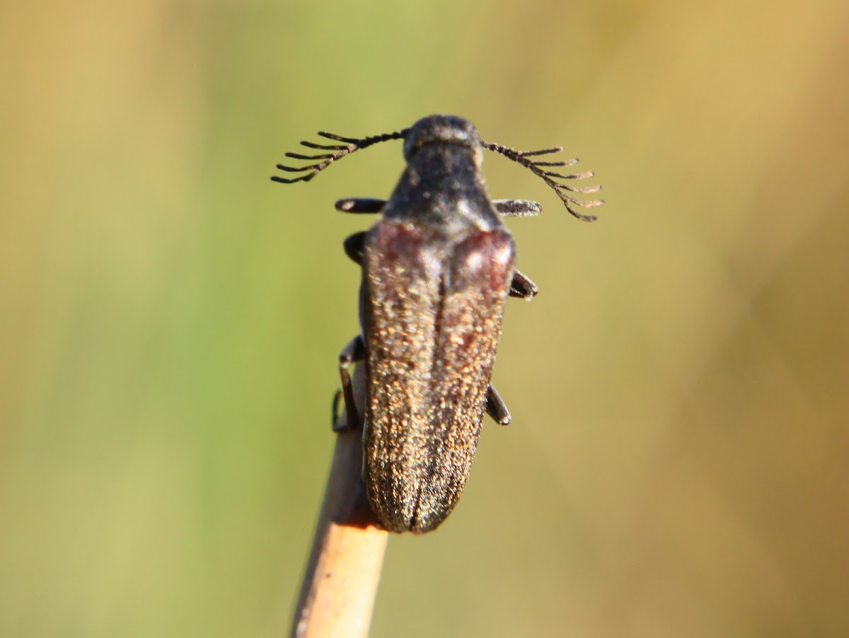 Wedge shaped beetle